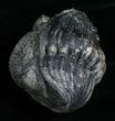 Large Enrolled Drotops Megalomanicus Trilobite #5097-3